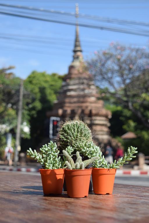 See You Soon, Chiang Mai Luaran gambar